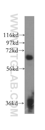 SENP3 Antibody in Western Blot (WB)