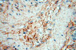 MFAP4 Antibody in Immunohistochemistry (Paraffin) (IHC (P))