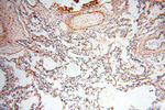 MFAP4 Antibody in Immunohistochemistry (Paraffin) (IHC (P))