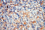 MFAP4 Antibody in Immunohistochemistry (Paraffin) (IHC (P))