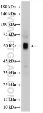CPNE2 Antibody in Western Blot (WB)
