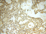TYW1B Antibody in Immunohistochemistry (Paraffin) (IHC (P))