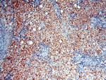TYW1B Antibody in Immunohistochemistry (Paraffin) (IHC (P))