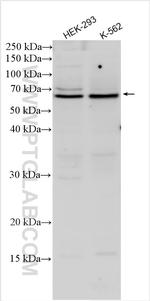 CDCA7L Antibody in Western Blot (WB)
