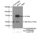 KLC2 Antibody in Immunoprecipitation (IP)