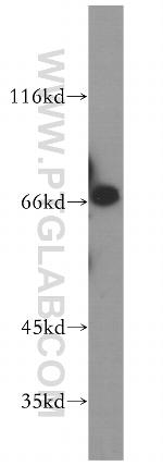 KLC2 Antibody in Western Blot (WB)