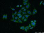 HNRNPH3 Antibody in Immunocytochemistry (ICC/IF)