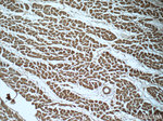 MRPL55 Antibody in Immunohistochemistry (Paraffin) (IHC (P))