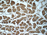 MRPL55 Antibody in Immunohistochemistry (Paraffin) (IHC (P))
