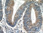 MRPL55 Antibody in Immunohistochemistry (Paraffin) (IHC (P))