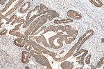 MRPL55 Antibody in Immunohistochemistry (Paraffin) (IHC (P))