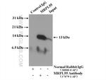 MRPL55 Antibody in Immunoprecipitation (IP)