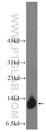 MRPL55 Antibody in Western Blot (WB)