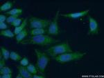 MRPL54 Antibody in Immunocytochemistry (ICC/IF)