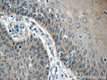 MRPL54 Antibody in Immunohistochemistry (Paraffin) (IHC (P))