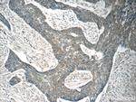 MRPL54 Antibody in Immunohistochemistry (Paraffin) (IHC (P))