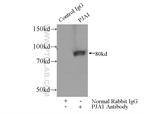 PJA1 Antibody in Immunoprecipitation (IP)