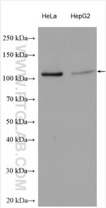 SH3BP4 Antibody in Western Blot (WB)
