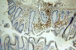 ICAM3 Antibody in Immunohistochemistry (Paraffin) (IHC (P))