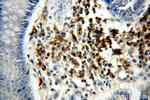ICAM3 Antibody in Immunohistochemistry (Paraffin) (IHC (P))