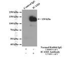 ICAM3 Antibody in Immunoprecipitation (IP)