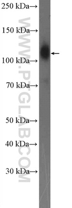 ICAM3 Antibody in Western Blot (WB)