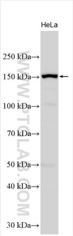 REV1 Antibody in Western Blot (WB)