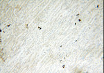 PM20D2 Antibody in Immunohistochemistry (Paraffin) (IHC (P))