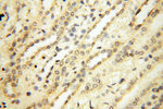 PM20D2 Antibody in Immunohistochemistry (Paraffin) (IHC (P))