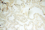 PM20D2 Antibody in Immunohistochemistry (Paraffin) (IHC (P))