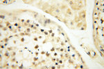 PM20D2 Antibody in Immunohistochemistry (Paraffin) (IHC (P))