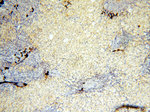 PM20D2 Antibody in Immunohistochemistry (Paraffin) (IHC (P))