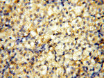 PM20D2 Antibody in Immunohistochemistry (Paraffin) (IHC (P))