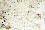 PM20D2 Antibody in Immunohistochemistry (Paraffin) (IHC (P))