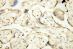 PM20D2 Antibody in Immunohistochemistry (Paraffin) (IHC (P))