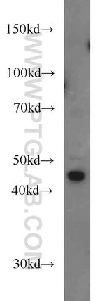 PM20D2 Antibody in Western Blot (WB)