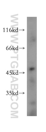 PM20D2 Antibody in Western Blot (WB)
