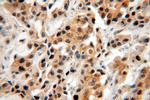 USP28 Antibody in Immunohistochemistry (Paraffin) (IHC (P))