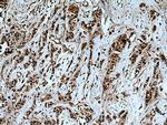 USP28 Antibody in Immunohistochemistry (Paraffin) (IHC (P))