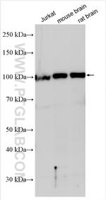 PSMD1 Antibody in Western Blot (WB)