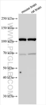 PSMD1 Antibody in Western Blot (WB)