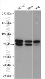 MPP5 Antibody in Western Blot (WB)