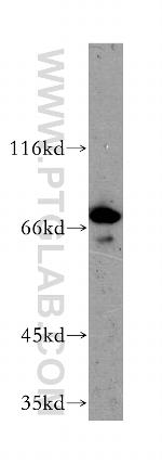 MPP5 Antibody in Western Blot (WB)