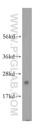 ARFRP1 Antibody in Western Blot (WB)