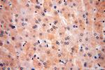 ULBP1 Antibody in Immunohistochemistry (Paraffin) (IHC (P))