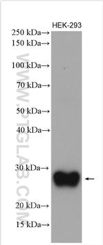 ULBP1 Antibody in Western Blot (WB)