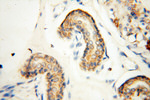 EB1 Antibody in Immunohistochemistry (Paraffin) (IHC (P))