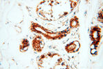 CSK Antibody in Immunohistochemistry (Paraffin) (IHC (P))