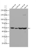 CSK Antibody in Western Blot (WB)