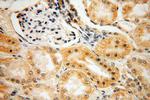 PRX5 Antibody in Immunohistochemistry (Paraffin) (IHC (P))